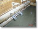 hynoki pine 02 ho 11.jpg